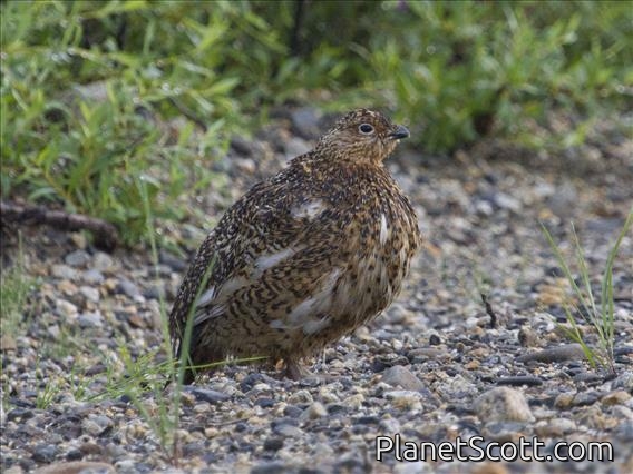 Willow Ptarmigan (Lagopus lagopus)