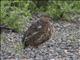 Willow Ptarmigan (Lagopus lagopus)