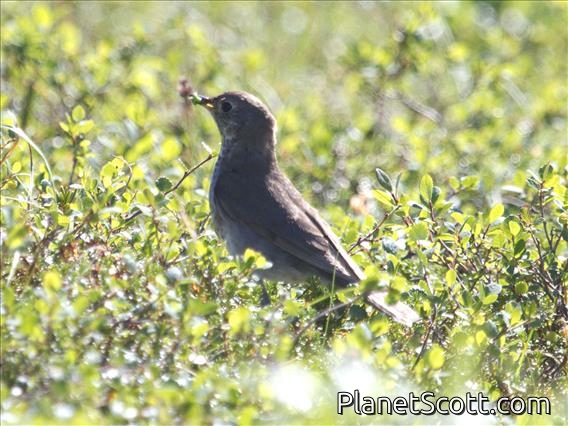 Gray-cheeked Thrush (Catharus minimus)