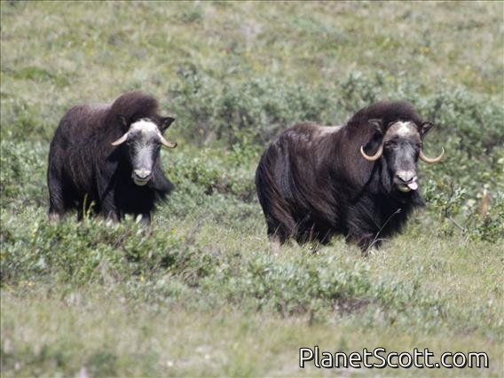 Muskox (Ovibos moschatus)