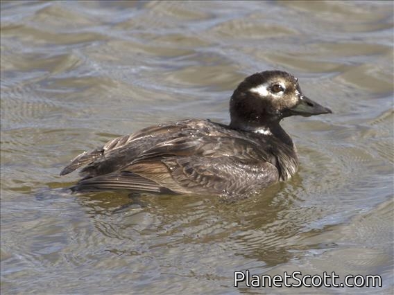 Long-tailed Duck (Clangula hyemalis)