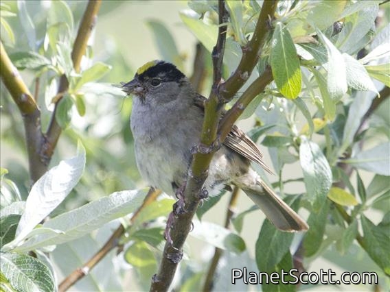 Golden-crowned Sparrow (Zonotrichia atricapilla)
