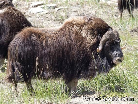 Muskox (Ovibos moschatus) - Magnificent
