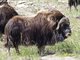 Muskox (Ovibos moschatus) - Magnificent