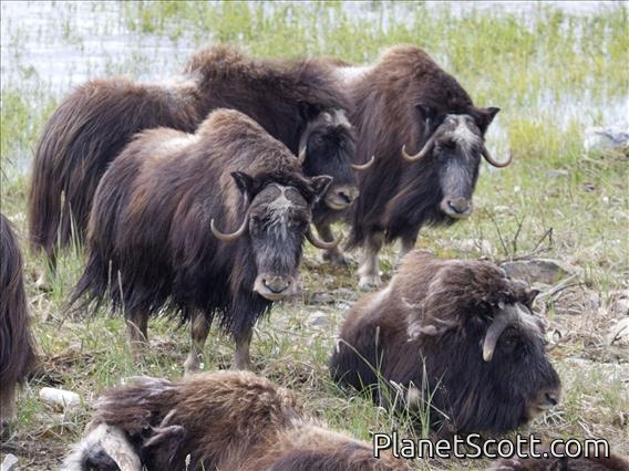 Muskox (Ovibos moschatus)
