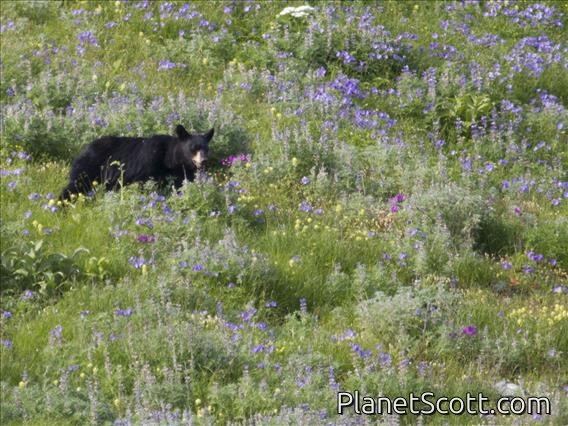 American Black Bear (Ursus americanus)