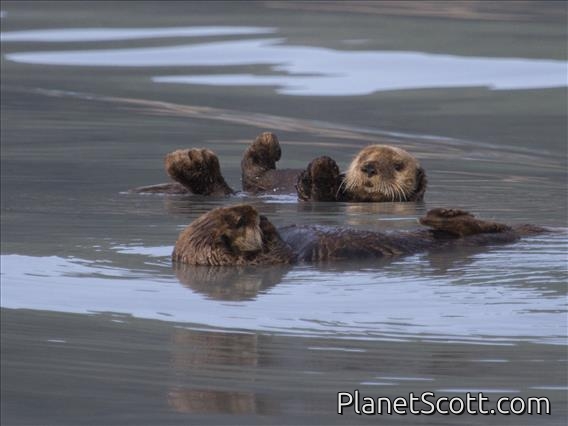 Sea Otter (Enhydra lutris)