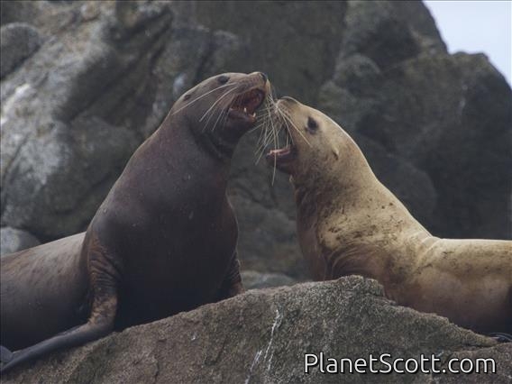 Steller Sea Lion (Eumetopias jubatus)