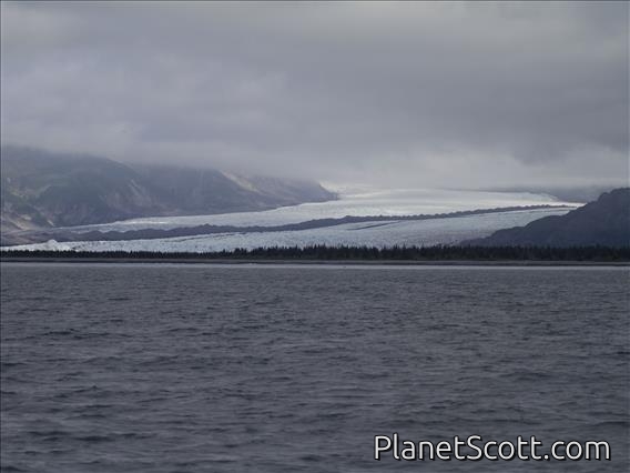 Bear Glacier