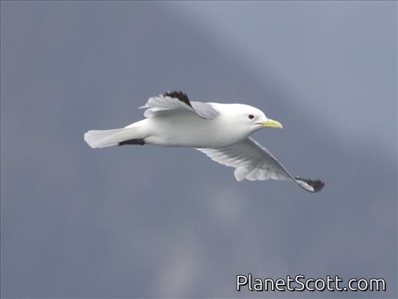 Black-legged Kittiwake (Rissa tridactyla)