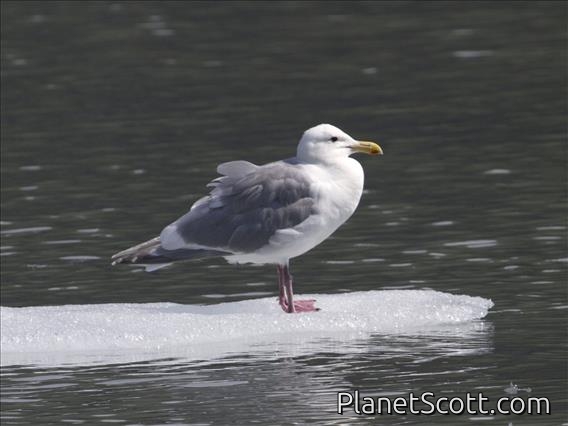 Glaucous-winged Gull (Larus glaucescens)