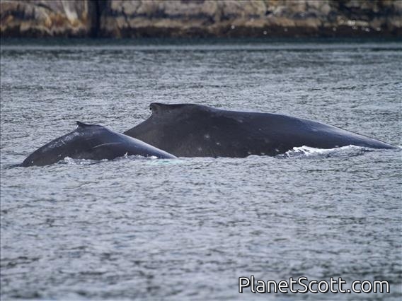 Humpback Whale (Megaptera novaeangliae)