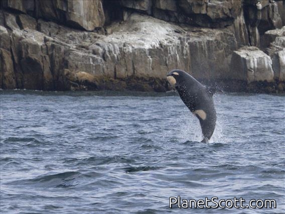 Killer Whale (Orcinus orca) - Juvenile
