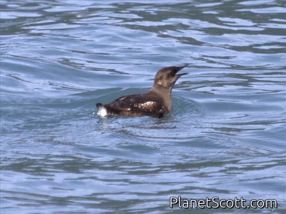 Marbled Murrelet