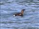 Marbled Murrelet