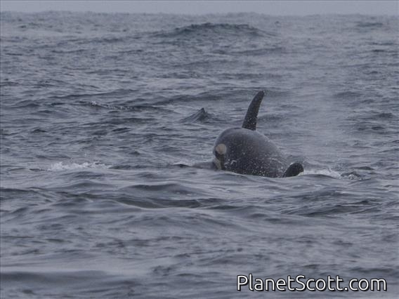 Killer Whale (Orcinus orca) - In Love