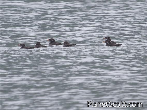 Rhinoceros Auklet (Cerorhinca monocerata) - Breeding