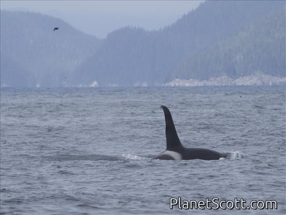 Killer Whale (Orcinus orca) - with Puffin