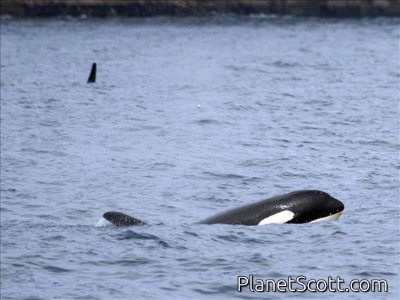 Killer Whale (Orcinus orca)