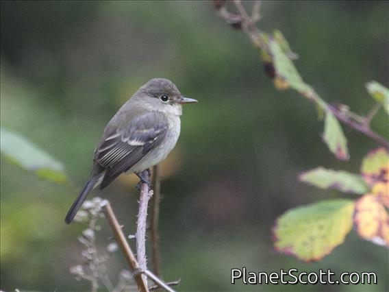 Willow Flycatcher (Empidonax traillii)