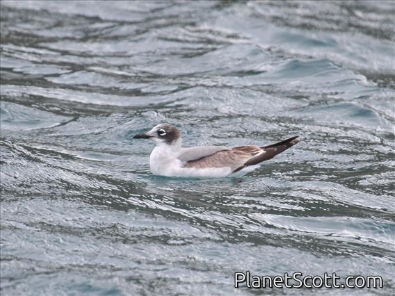 Franklin's Gull (Leucophaeus pipixcan)