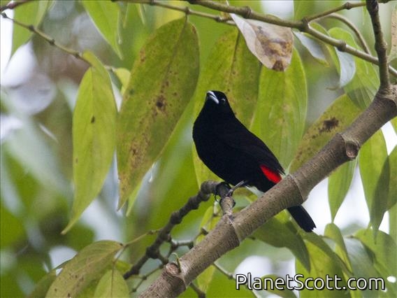 Scarlet-rumped Tanager (Ramphocelus passerinii costaricensis)