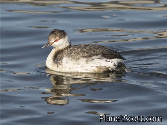Horned Grebe (Podiceps auritus)