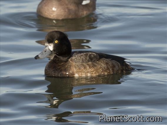 Greater Scaup (Aythya marila)