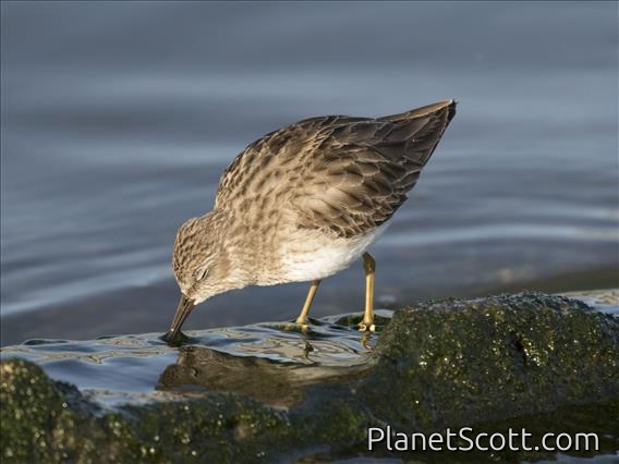 Least Sandpiper (Calidris minutilla)
