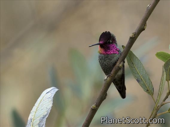 Anna's Hummingbird (Calypte anna)
