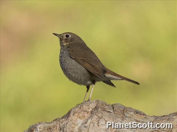 Hermit Thrush (Catharus guttatus)