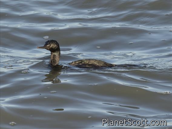 Pelagic Cormorant (Phalacrocorax pelagicus)