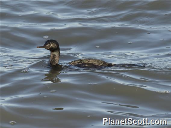 Pelagic Cormorant (Urile pelagicus)