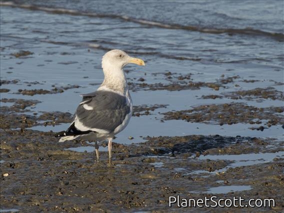 Western Gull (Larus occidentalis)
