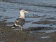 Western Gull (Larus occidentalis)