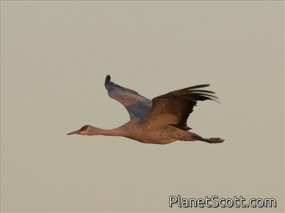 Sandhill Crane (Antigone canadensis)