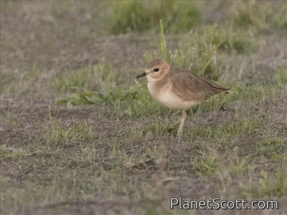 Mountain Plover (Charadrius montanus)
