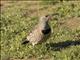 Northern Flicker (Colaptes auratus)
