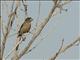 Evening Grosbeak (Coccothraustes vespertinus)