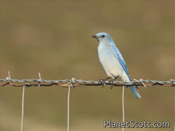 Mountain Bluebird (Sialia currucoides)