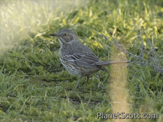 Sage Thrasher (Oreoscoptes montanus)
