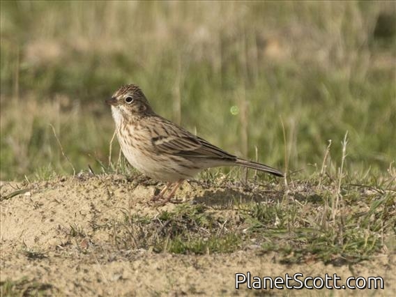 Vesper Sparrow ( Pooecetes gramineus)