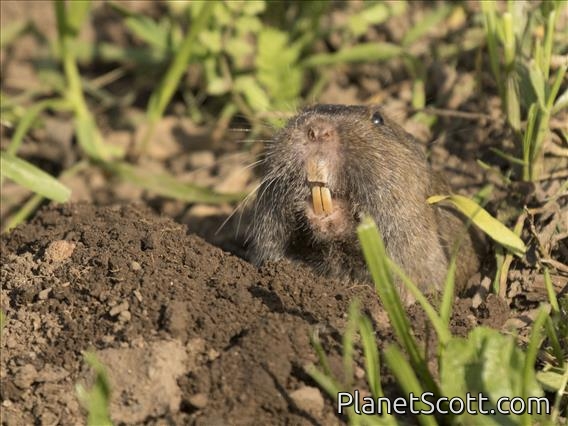 Botta's Pocket Golpher (Thomomys bottae)