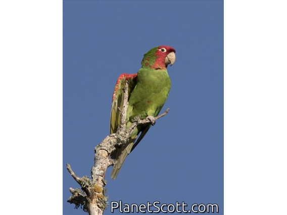 Red-masked Parakeet (Psittacara erythrogenys) - Feral San Francisco Population