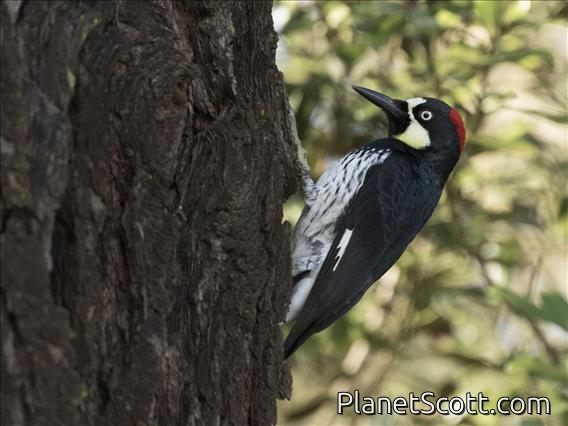 Acorn Woodpecker (Melanerpes formicivorus)