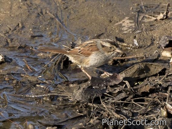Swamp Sparrow (Melospiza georgiana)
