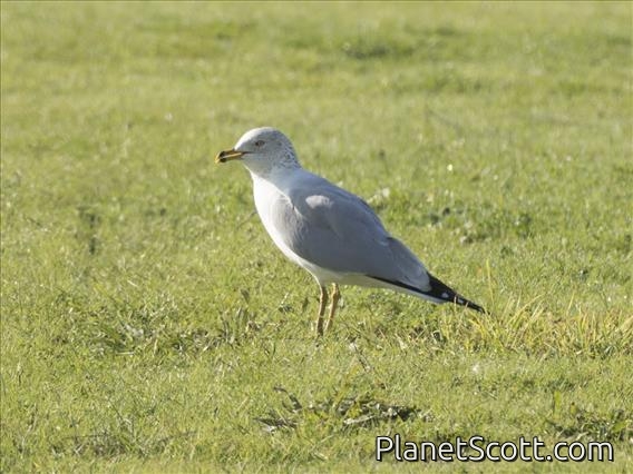 Ring-billed Gull (Larus delawarensis)