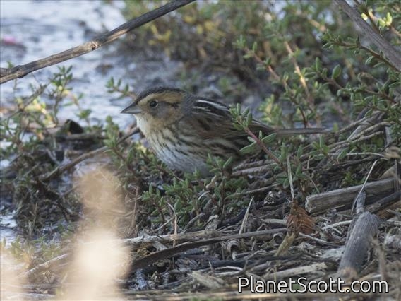 Nelson's Sparrow (Ammodramus nelsoni)