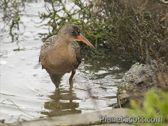 Ridgway's Rail (Rallus obsoletus)