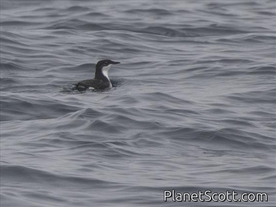 Scripp's Murrelet (Synthliboramphus scrippsi)